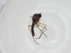  ( - CBG-A28528-B08)  @11 [ ] CreativeCommons - Attribution Share - Alike (2024) Centre for Biodiversity Genomics Centre for Biodiversity Genomics