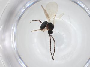  ( - CBG-A28528-E04)  @11 [ ] CreativeCommons - Attribution Share - Alike (2024) Centre for Biodiversity Genomics Centre for Biodiversity Genomics