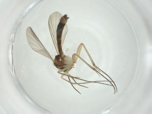  ( - CBG-A28529-A06)  @11 [ ] CreativeCommons - Attribution Share - Alike (2024) Centre for Biodiversity Genomics Centre for Biodiversity Genomics