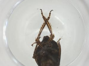  ( - CBG-A28530-A04)  @11 [ ] CreativeCommons - Attribution Share - Alike (2024) Centre for Biodiversity Genomics Centre for Biodiversity Genomics