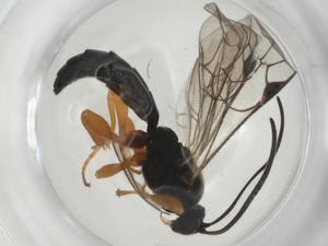  ( - CBG-A28530-A08)  @11 [ ] CreativeCommons - Attribution Share - Alike (2024) Centre for Biodiversity Genomics Centre for Biodiversity Genomics