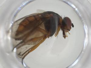  ( - CBG-A28530-C06)  @11 [ ] CreativeCommons - Attribution Share - Alike (2024) Centre for Biodiversity Genomics Centre for Biodiversity Genomics