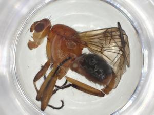  ( - CBG-A28530-H07)  @11 [ ] CreativeCommons - Attribution Share - Alike (2024) Centre for Biodiversity Genomics Centre for Biodiversity Genomics