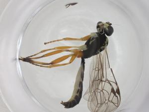  ( - CBG-A28531-A08)  @11 [ ] CreativeCommons - Attribution Share - Alike (2024) Centre for Biodiversity Genomics Centre for Biodiversity Genomics