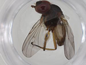  ( - CBG-A28531-B09)  @11 [ ] CreativeCommons - Attribution Share - Alike (2024) Centre for Biodiversity Genomics Centre for Biodiversity Genomics