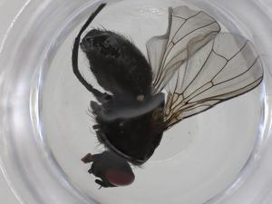  ( - CBG-A28531-D03)  @11 [ ] CreativeCommons - Attribution Share - Alike (2024) Centre for Biodiversity Genomics Centre for Biodiversity Genomics