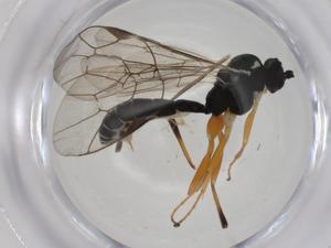  ( - CBG-A28531-D11)  @11 [ ] CreativeCommons - Attribution Share - Alike (2024) Centre for Biodiversity Genomics Centre for Biodiversity Genomics