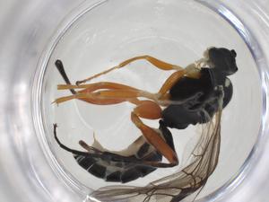  ( - CBG-A28531-H02)  @11 [ ] CreativeCommons - Attribution Share - Alike (2024) Centre for Biodiversity Genomics Centre for Biodiversity Genomics