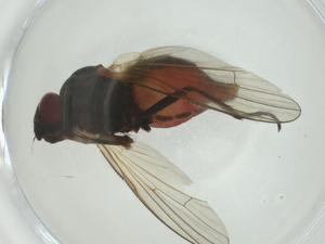  ( - CBG-A28532-A10)  @11 [ ] CreativeCommons - Attribution Share - Alike (2024) Centre for Biodiversity Genomics Centre for Biodiversity Genomics