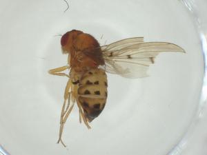  ( - CBG-A28532-B09)  @11 [ ] CreativeCommons - Attribution Share - Alike (2024) Centre for Biodiversity Genomics Centre for Biodiversity Genomics