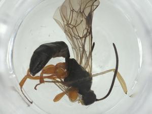  ( - CBG-A28532-B12)  @11 [ ] CreativeCommons - Attribution Share - Alike (2024) Centre for Biodiversity Genomics Centre for Biodiversity Genomics