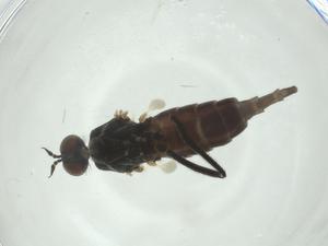  ( - CBG-A28532-H02)  @11 [ ] CreativeCommons - Attribution Share - Alike (2024) Centre for Biodiversity Genomics Centre for Biodiversity Genomics