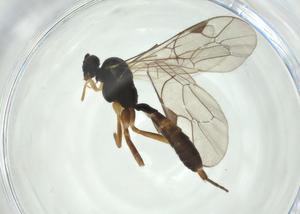  ( - CBG-A28532-H04)  @11 [ ] CreativeCommons - Attribution Share - Alike (2024) Centre for Biodiversity Genomics Centre for Biodiversity Genomics