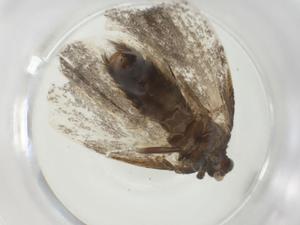  ( - CBG-A28533-A01)  @11 [ ] CreativeCommons - Attribution Share - Alike (2024) Centre for Biodiversity Genomics Centre for Biodiversity Genomics