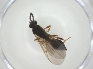  ( - CBG-A28533-D02)  @11 [ ] CreativeCommons - Attribution Share - Alike (2024) Centre for Biodiversity Genomics Centre for Biodiversity Genomics