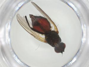  ( - CBG-A28533-F02)  @11 [ ] CreativeCommons - Attribution Share - Alike (2024) Centre for Biodiversity Genomics Centre for Biodiversity Genomics