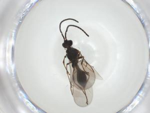  ( - CBG-A28533-F09)  @11 [ ] CreativeCommons - Attribution Share - Alike (2024) Centre for Biodiversity Genomics Centre for Biodiversity Genomics