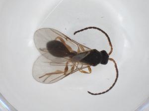  ( - CBG-A28534-C05)  @11 [ ] CreativeCommons - Attribution Share - Alike (2024) Centre for Biodiversity Genomics Centre for Biodiversity Genomics