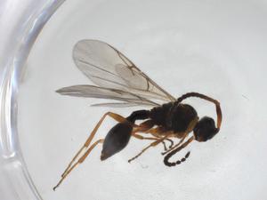  ( - CBG-A28534-D12)  @11 [ ] CreativeCommons - Attribution Share - Alike (2024) Centre for Biodiversity Genomics Centre for Biodiversity Genomics