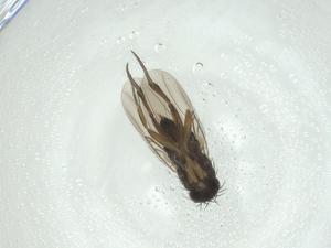  ( - CBG-A28535-F09)  @11 [ ] CreativeCommons - Attribution Share - Alike (2024) Centre for Biodiversity Genomics Centre for Biodiversity Genomics