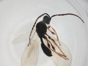  ( - CBG-A28536-A05)  @11 [ ] CreativeCommons - Attribution Share - Alike (2024) Centre for Biodiversity Genomics Centre for Biodiversity Genomics