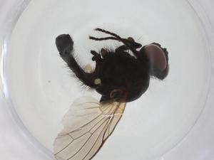  (Botanophila adusta - CBG-A28536-A10)  @11 [ ] CreativeCommons - Attribution Share - Alike (2024) Centre for Biodiversity Genomics Centre for Biodiversity Genomics