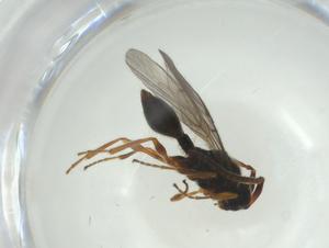  ( - CBG-A28537-C05)  @11 [ ] CreativeCommons - Attribution Share - Alike (2024) Centre for Biodiversity Genomics Centre for Biodiversity Genomics