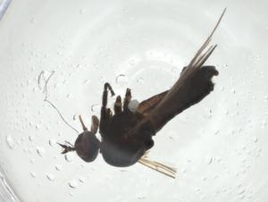  ( - CBG-A28538-F12)  @11 [ ] CreativeCommons - Attribution Share - Alike (2024) Centre for Biodiversity Genomics Centre for Biodiversity Genomics