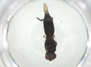  ( - CBG-A28538-G01)  @11 [ ] CreativeCommons - Attribution Share - Alike (2024) Centre for Biodiversity Genomics Centre for Biodiversity Genomics