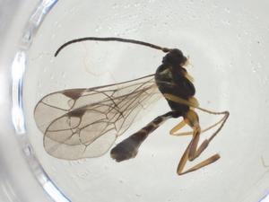  ( - CBG-A28538-G04)  @11 [ ] CreativeCommons - Attribution Share - Alike (2024) Centre for Biodiversity Genomics Centre for Biodiversity Genomics