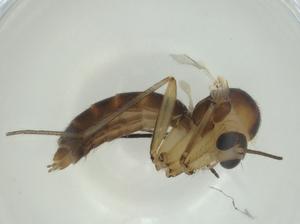  ( - CBG-A28539-B08)  @11 [ ] CreativeCommons - Attribution Share - Alike (2024) Centre for Biodiversity Genomics Centre for Biodiversity Genomics