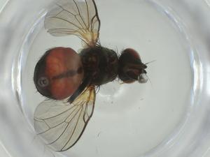  ( - CBG-A28539-C10)  @11 [ ] CreativeCommons - Attribution Share - Alike (2024) Centre for Biodiversity Genomics Centre for Biodiversity Genomics