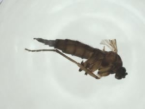  ( - CBG-A28539-G11)  @11 [ ] CreativeCommons - Attribution Share - Alike (2024) Centre for Biodiversity Genomics Centre for Biodiversity Genomics