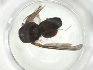  ( - CBG-A28540-A01)  @11 [ ] CreativeCommons - Attribution Share - Alike (2024) Centre for Biodiversity Genomics Centre for Biodiversity Genomics