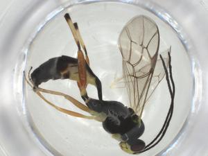  ( - CBG-A28540-D08)  @11 [ ] CreativeCommons - Attribution Share - Alike (2024) Centre for Biodiversity Genomics Centre for Biodiversity Genomics