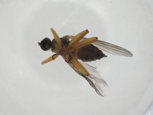  ( - CBG-A28541-B04)  @11 [ ] CreativeCommons - Attribution Share - Alike (2024) Centre for Biodiversity Genomics Centre for Biodiversity Genomics