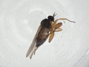  ( - CBG-A28541-B12)  @11 [ ] CreativeCommons - Attribution Share - Alike (2024) Centre for Biodiversity Genomics Centre for Biodiversity Genomics