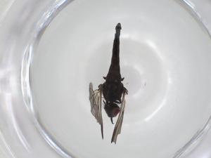  ( - CBG-A28541-E06)  @11 [ ] CreativeCommons - Attribution Share - Alike (2024) Centre for Biodiversity Genomics Centre for Biodiversity Genomics