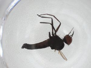  ( - CBG-A28541-G10)  @11 [ ] CreativeCommons - Attribution Share - Alike (2024) Centre for Biodiversity Genomics Centre for Biodiversity Genomics