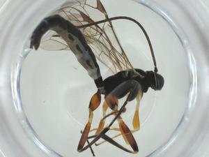  ( - CBG-A28542-D09)  @11 [ ] CreativeCommons - Attribution Share - Alike (2024) Centre for Biodiversity Genomics Centre for Biodiversity Genomics