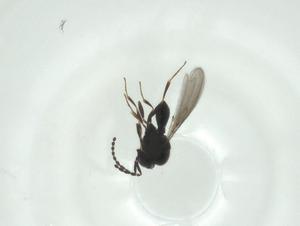  ( - CBG-A28542-F04)  @11 [ ] CreativeCommons - Attribution Share - Alike (2024) Centre for Biodiversity Genomics Centre for Biodiversity Genomics