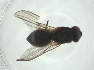  ( - CBG-A28542-H08)  @11 [ ] CreativeCommons - Attribution Share - Alike (2024) Centre for Biodiversity Genomics Centre for Biodiversity Genomics