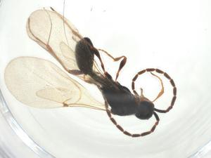  ( - CBG-A28543-F01)  @11 [ ] CreativeCommons - Attribution Share - Alike (2024) Centre for Biodiversity Genomics Centre for Biodiversity Genomics