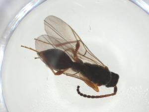  ( - CBG-A28543-F03)  @11 [ ] CreativeCommons - Attribution Share - Alike (2024) Centre for Biodiversity Genomics Centre for Biodiversity Genomics