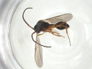  ( - CBG-A28543-H02)  @11 [ ] CreativeCommons - Attribution Share - Alike (2024) Centre for Biodiversity Genomics Centre for Biodiversity Genomics