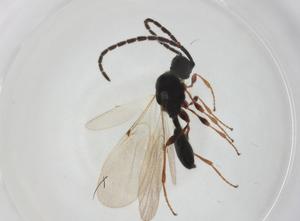  ( - CBG-A28544-A07)  @11 [ ] CreativeCommons - Attribution Share - Alike (2024) Centre for Biodiversity Genomics Centre for Biodiversity Genomics