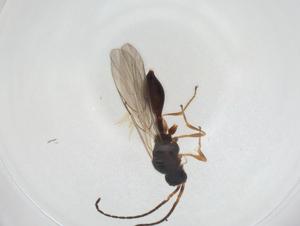  ( - CBG-A28544-B12)  @11 [ ] CreativeCommons - Attribution Share - Alike (2024) Centre for Biodiversity Genomics Centre for Biodiversity Genomics