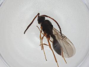  ( - CBG-A28544-D05)  @11 [ ] CreativeCommons - Attribution Share - Alike (2024) Centre for Biodiversity Genomics Centre for Biodiversity Genomics