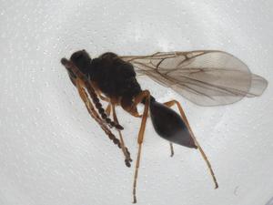  ( - CBG-A28544-E07)  @11 [ ] CreativeCommons - Attribution Share - Alike (2024) Centre for Biodiversity Genomics Centre for Biodiversity Genomics