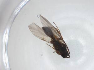  ( - CBG-A28544-F08)  @11 [ ] CreativeCommons - Attribution Share - Alike (2024) Centre for Biodiversity Genomics Centre for Biodiversity Genomics